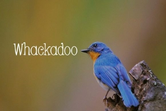 Whackadoo Font: A Slim Serif for Digital Design Elegance